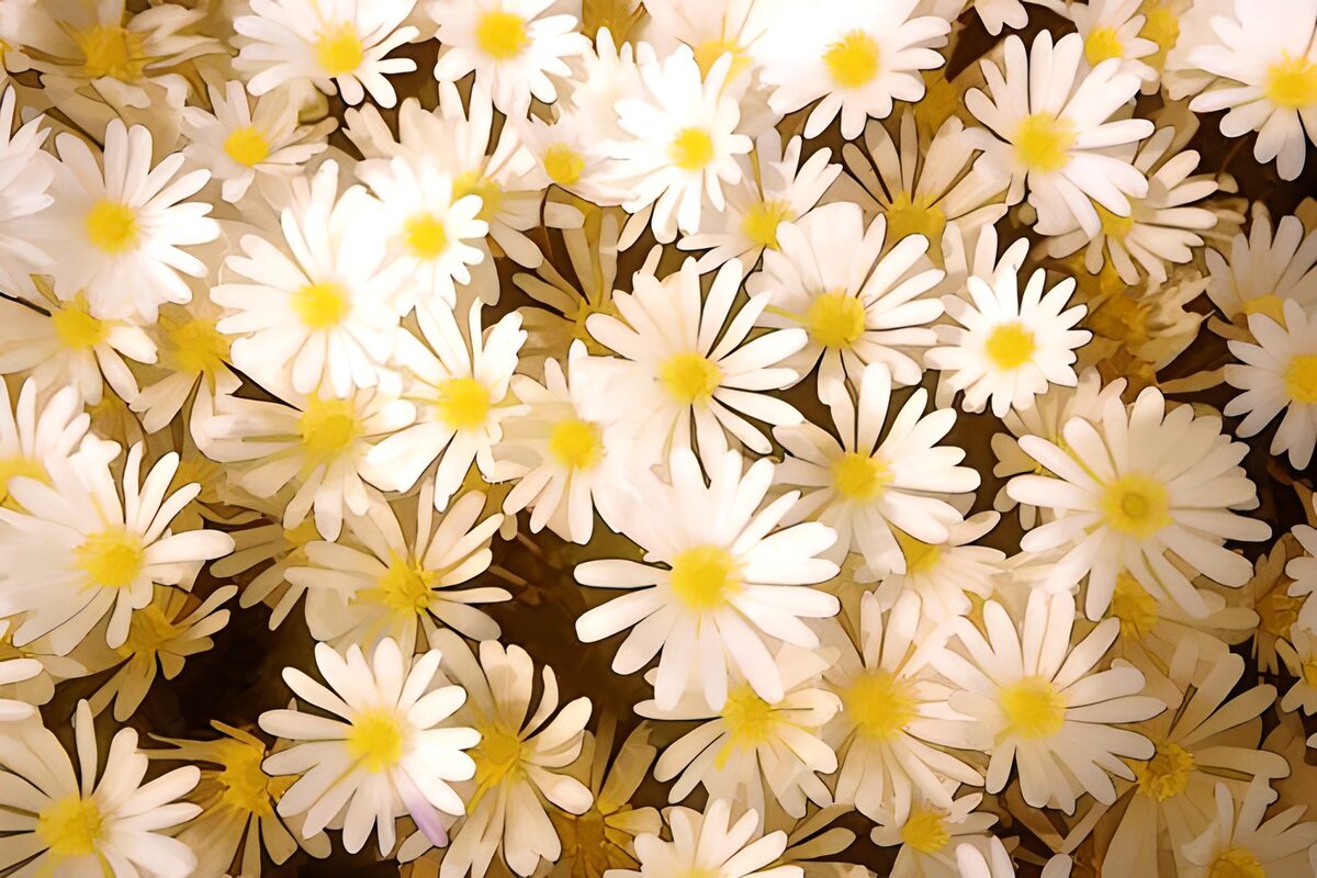 Witte Margrieten in Bloei