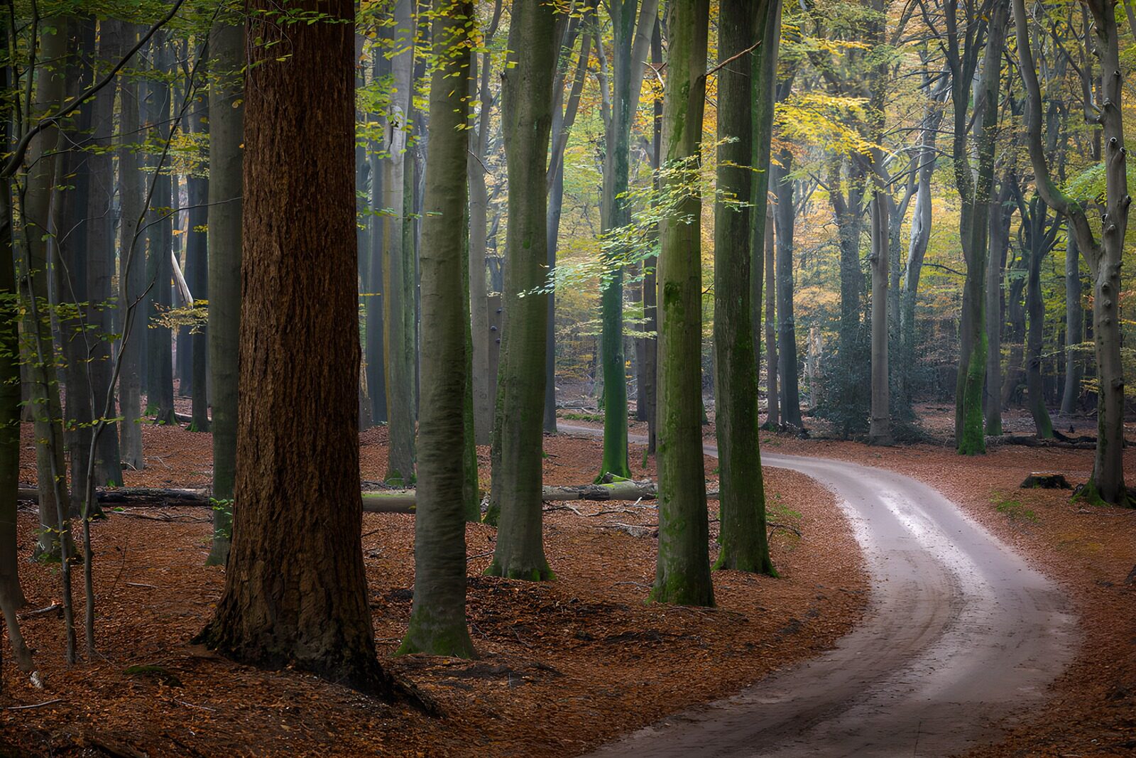 CW2384149: Rustige Bospad in de Herfst