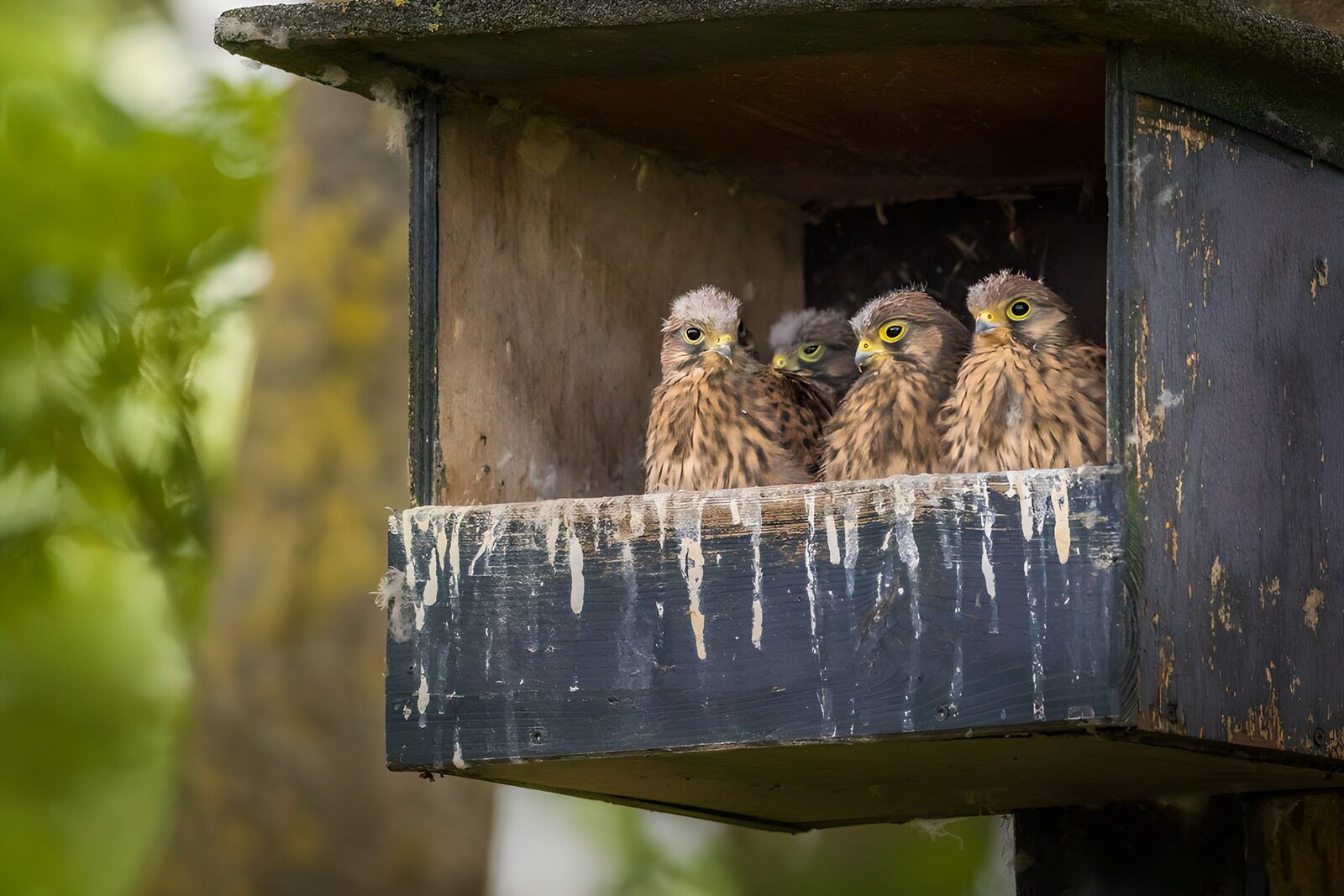 CW3311868: Jonge torenvalkjes in hun nest