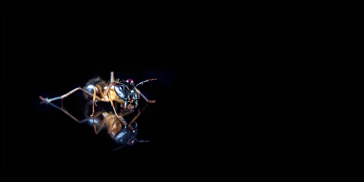 Reflectie van een insect in het donker