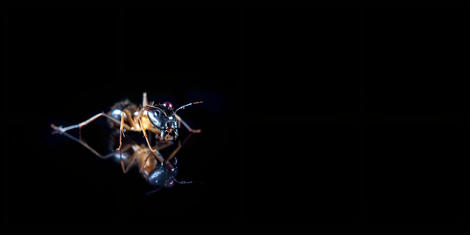 CW3223849: Reflectie van een insect in het donker