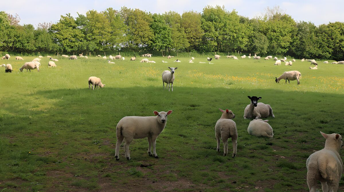 Groene weide met grazende schapen