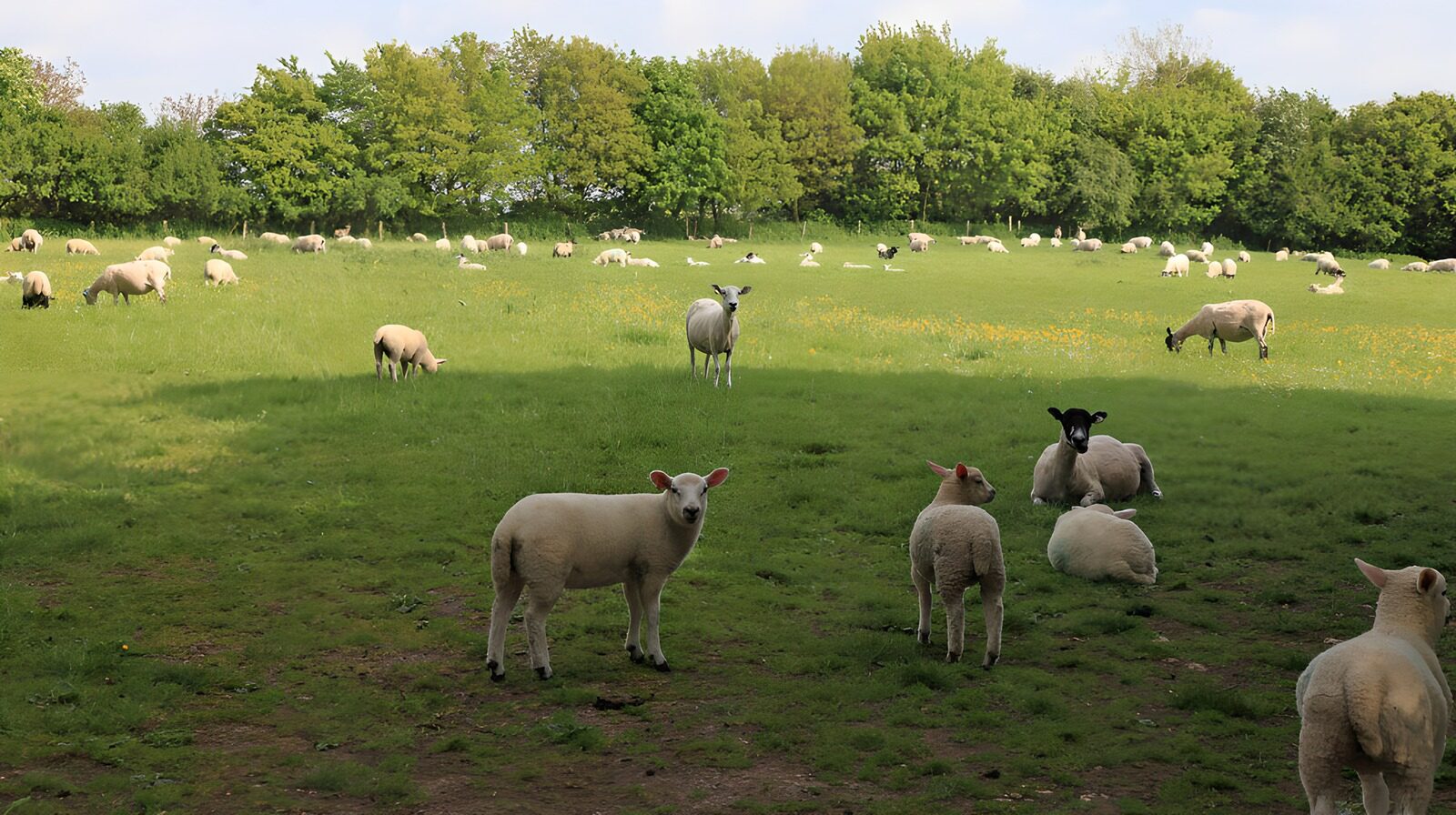 CW3807343: Groene weide met grazende schapen