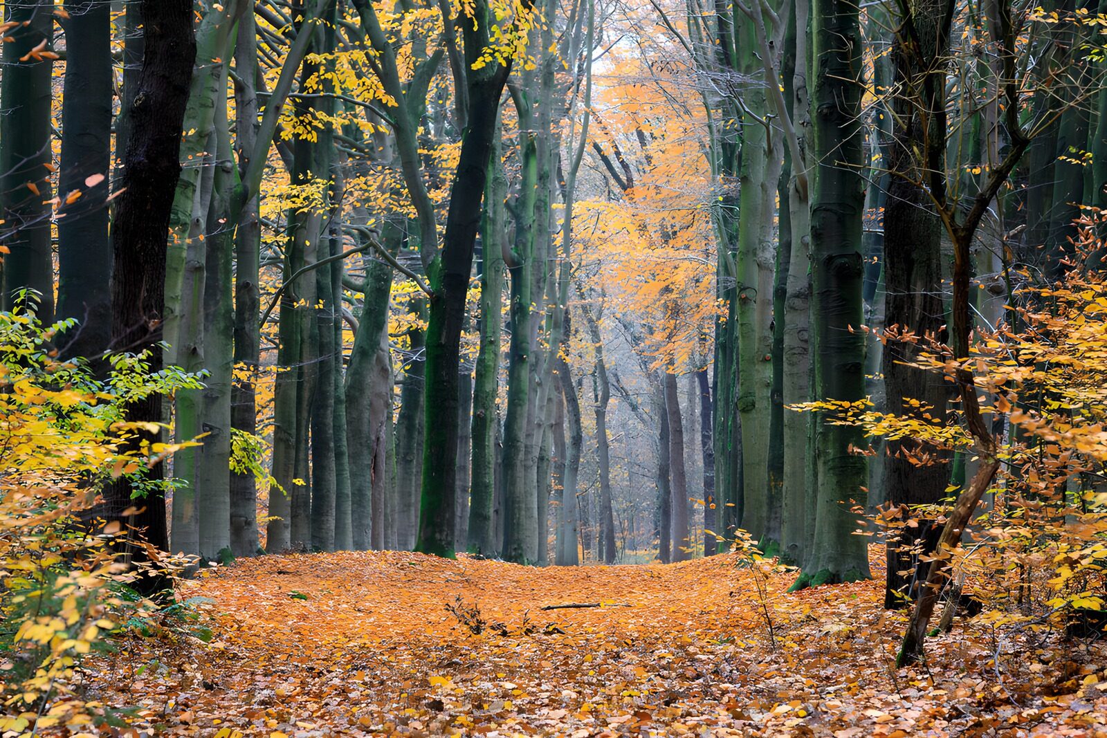 CW3969241: Herfstwandeling door een betoverend bos