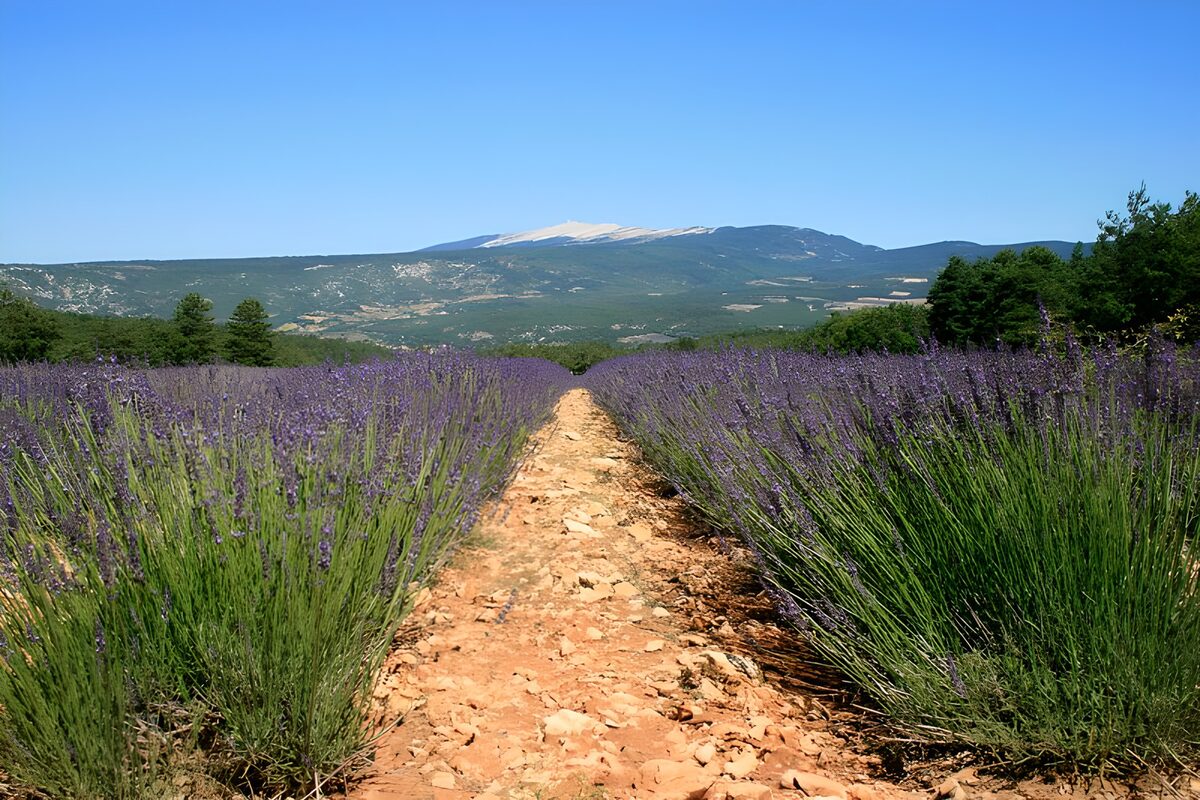 Lavendelvelden in de Provence