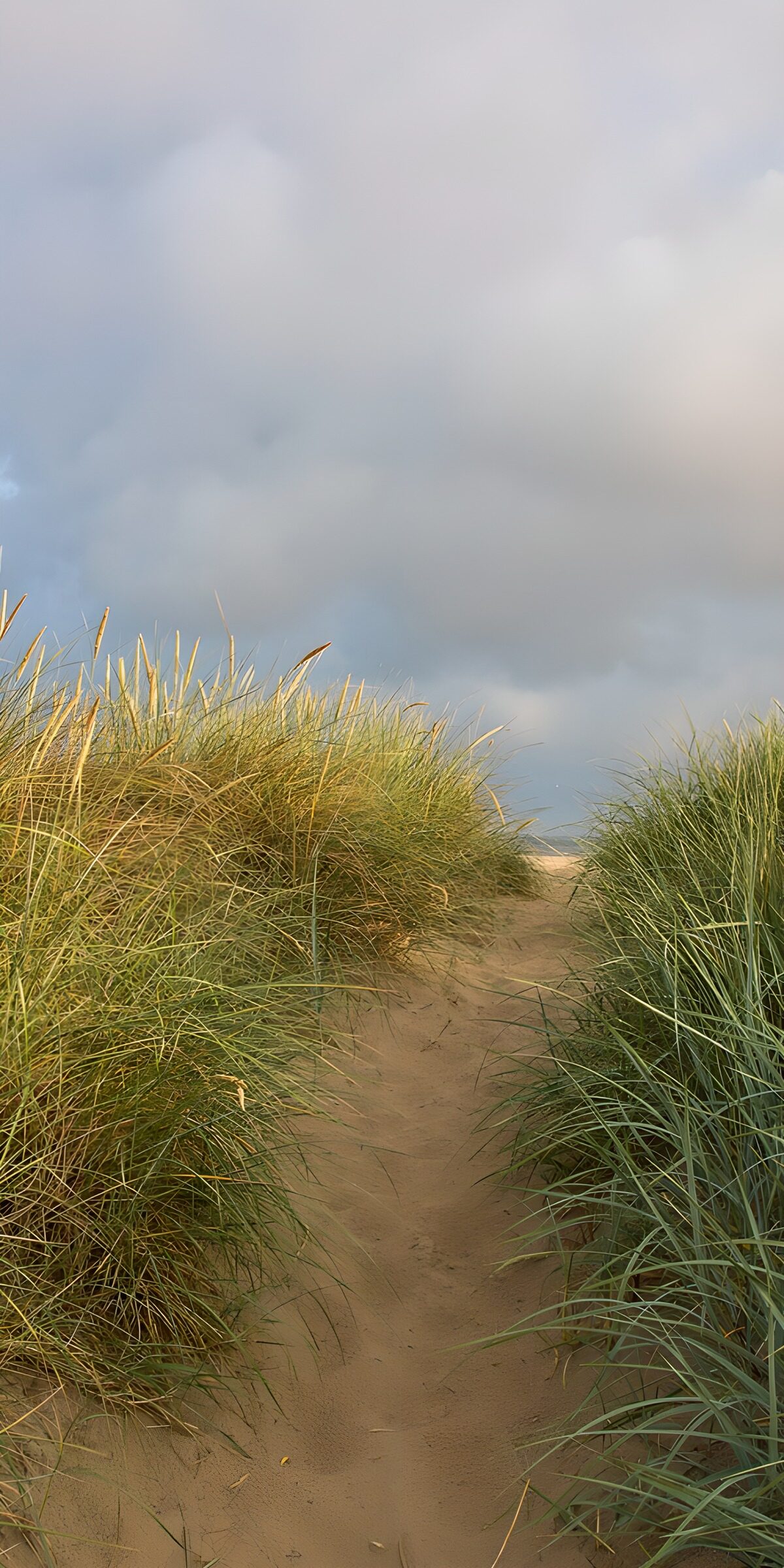 CW3329861: Pad tussen de duinen