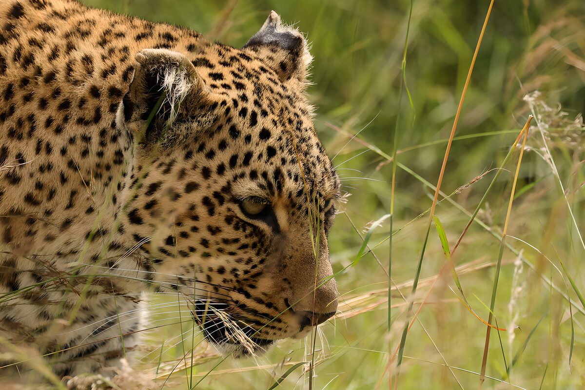 Natuurlijke schoonheid van een luipaard