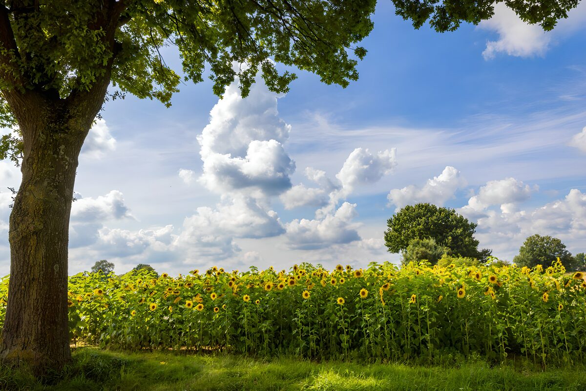 Zonflowers onder een blauwe lucht