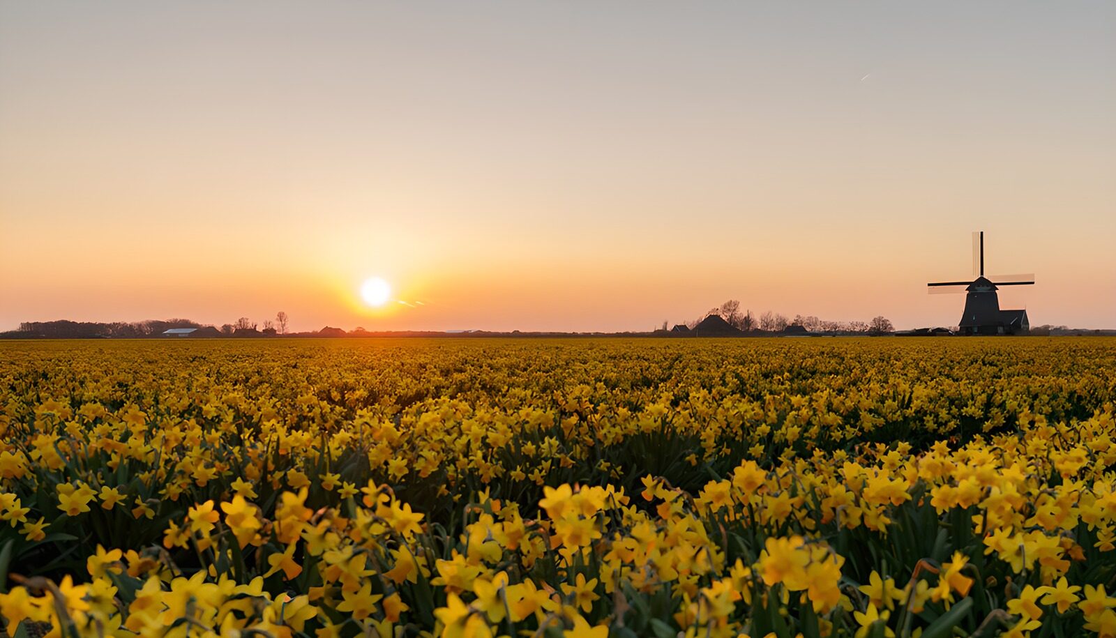 CW3461369: Zonsopgang boven de narcissenvelden
