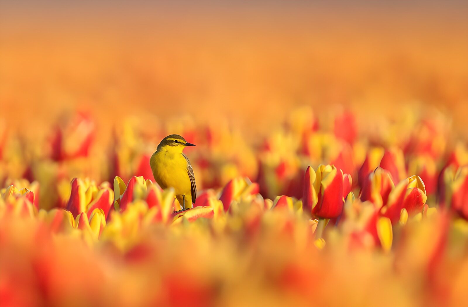CW1213438: Gele Vogel Tussen Tulpenvelden