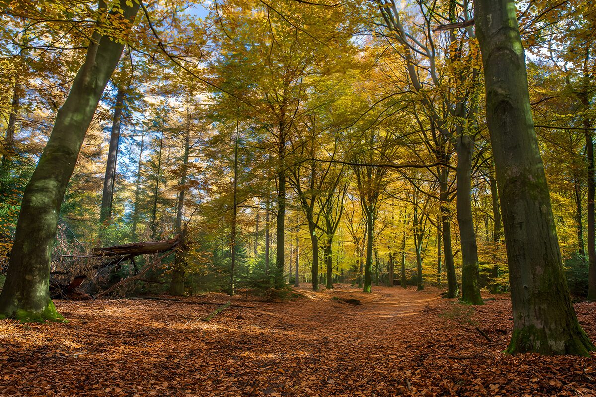 Pittoreske herfstdag in het bos