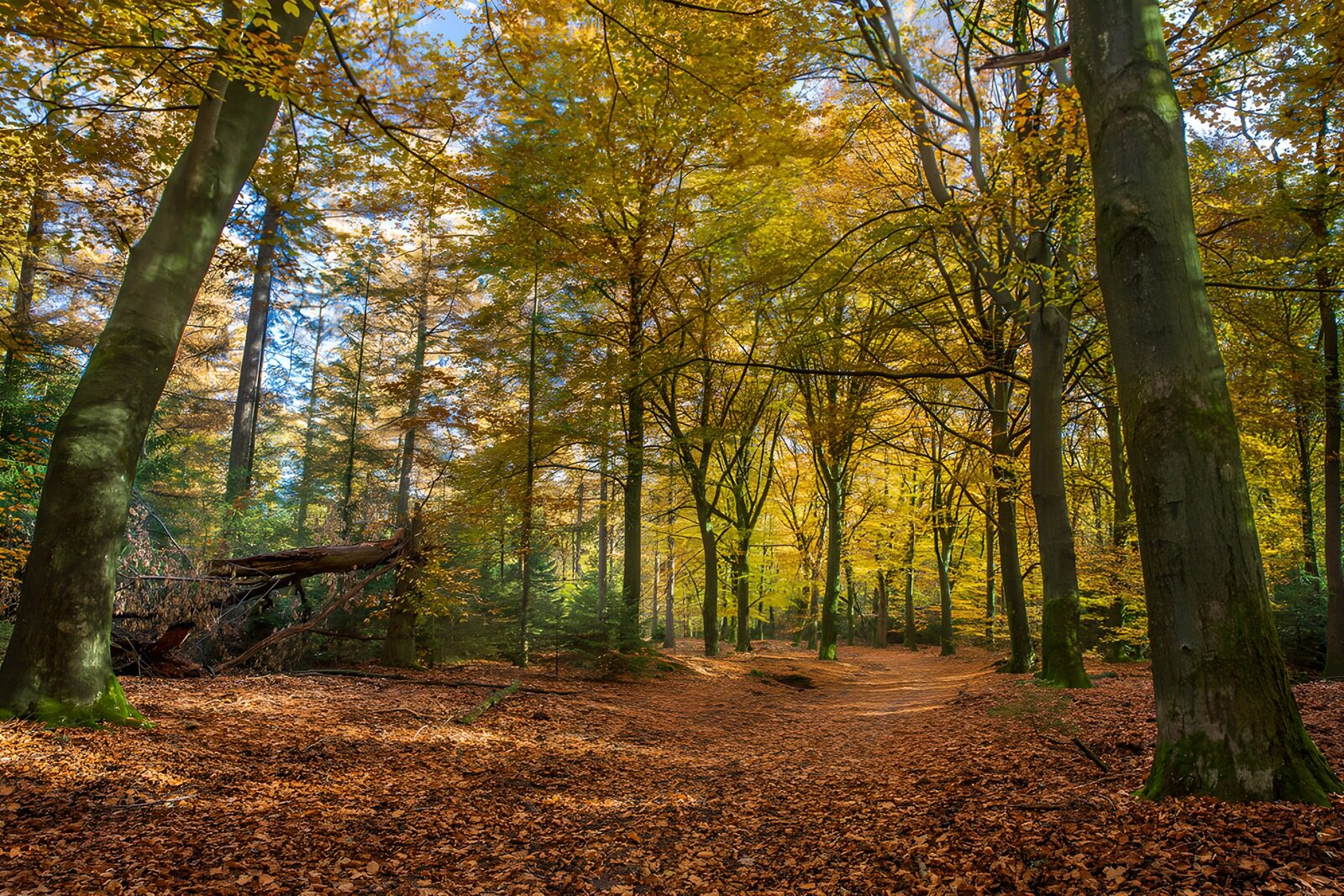 CW5605129: Pittoreske herfstdag in het bos
