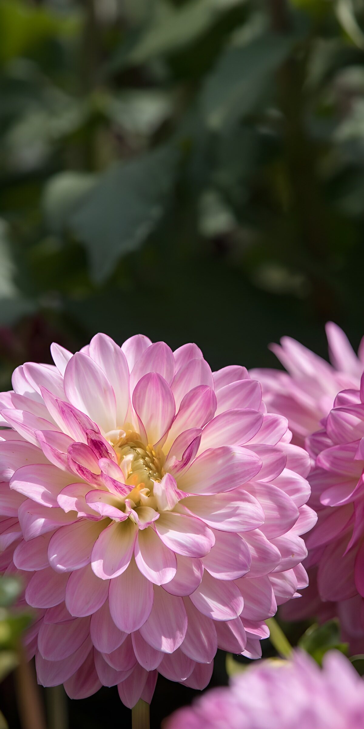 CW2826739: Prachtige roze dahlia in bloei