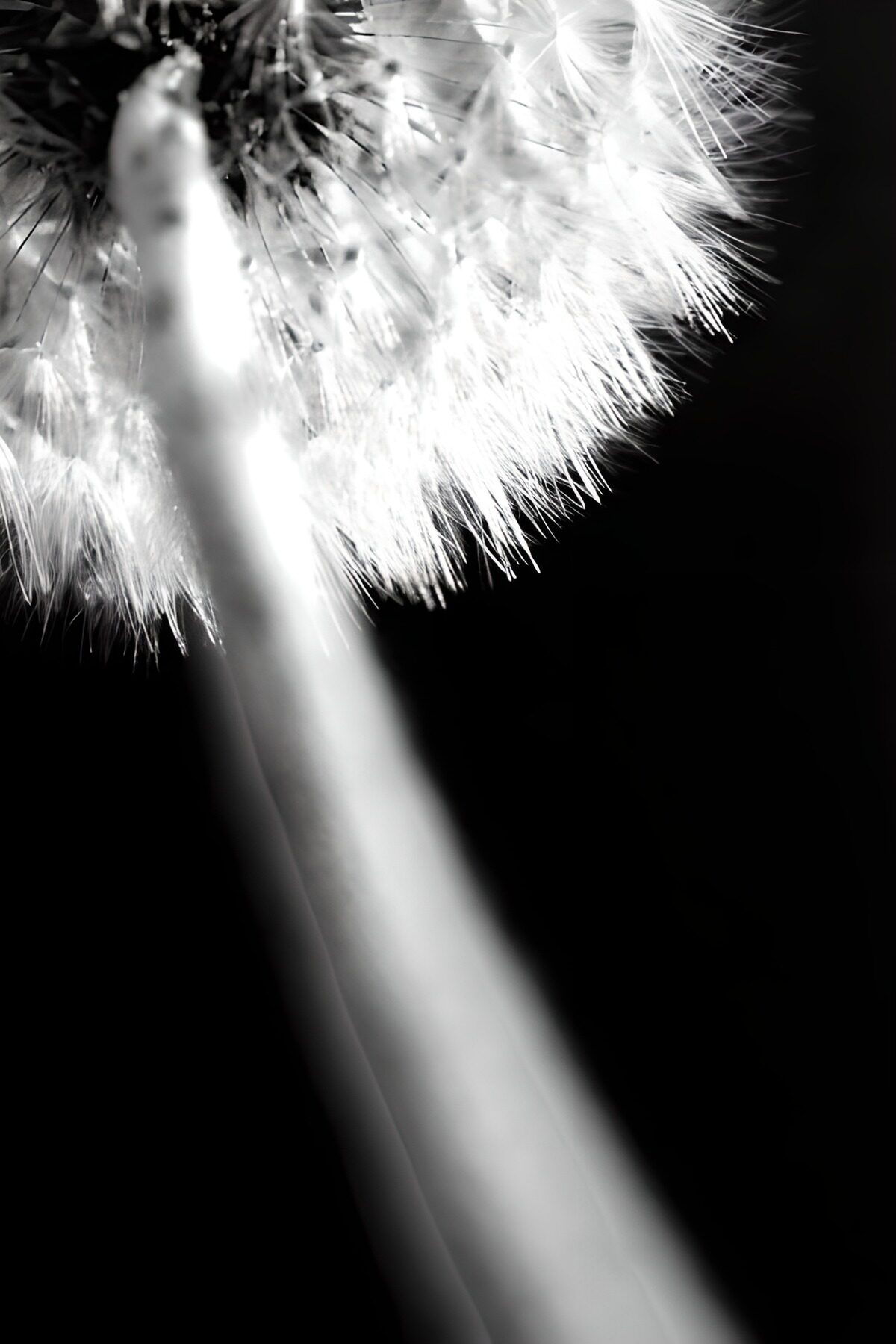 Witte paardenbloem in zwart-wit