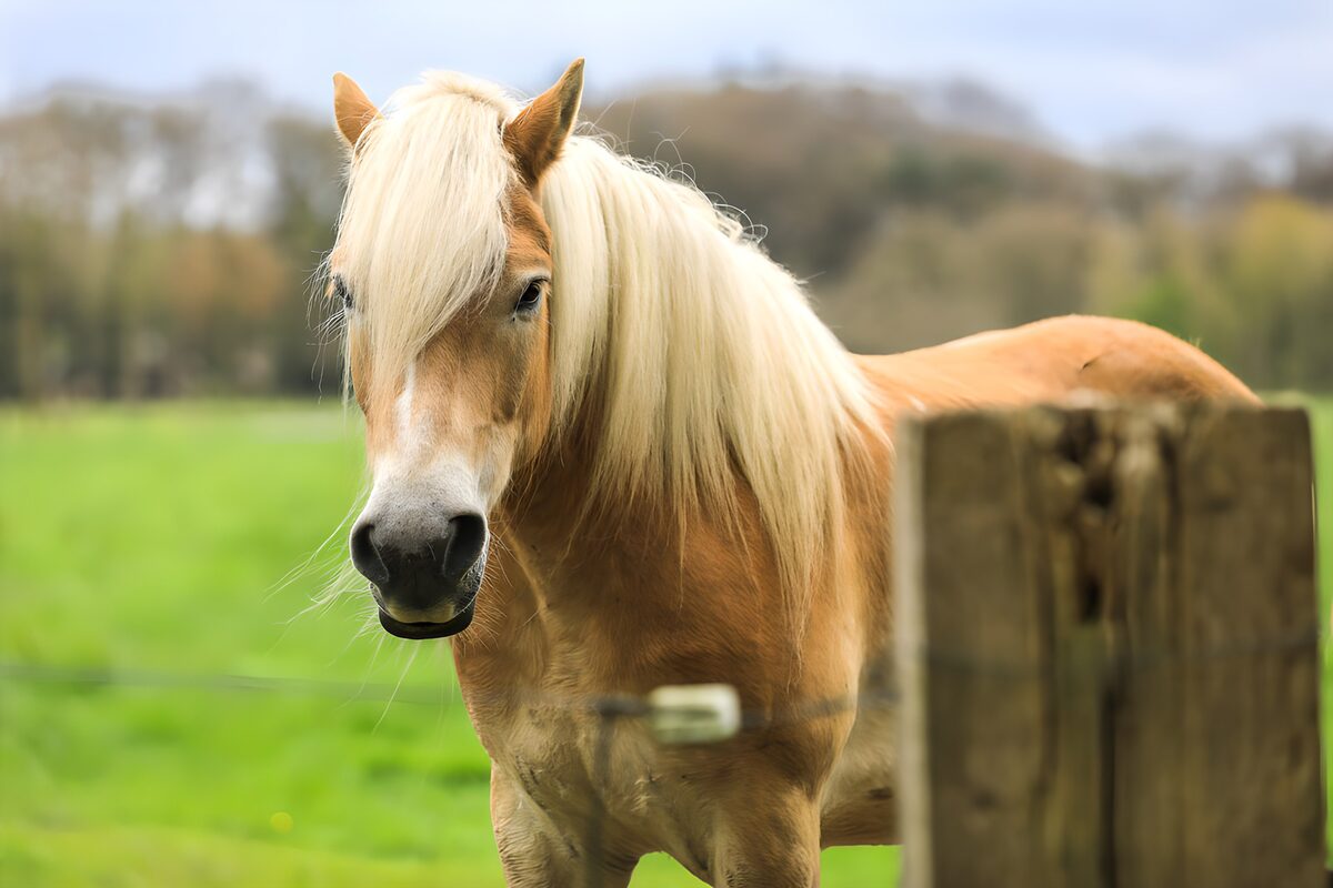 Blond Paard op het Veld
