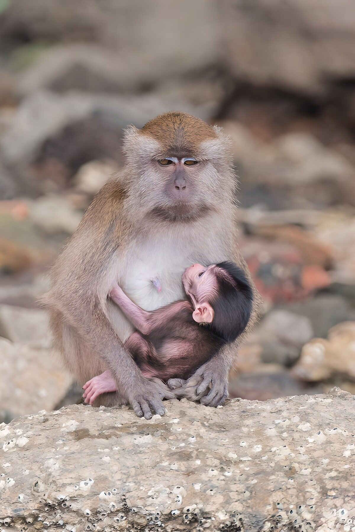 Moeder en jong stekelhartje in de natuur