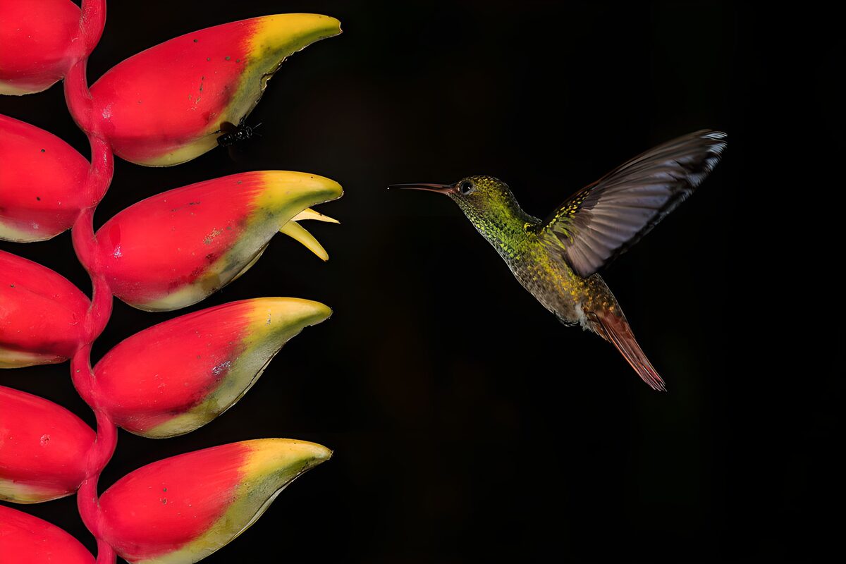 Kolibrie in vlucht naar kleurrijke bloem