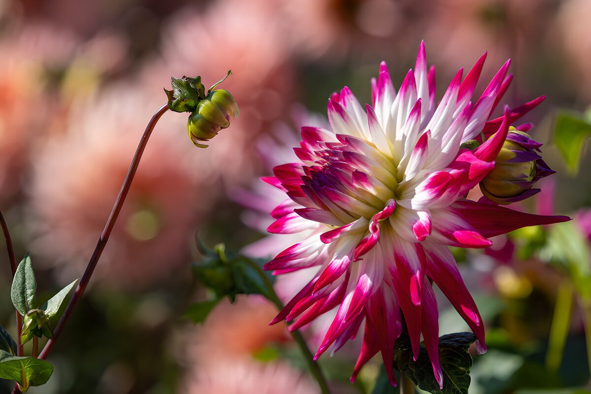 Kleurige dahlia in bloei