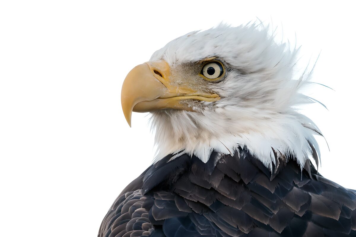 CW7559190: Majestueuze Amerikaanse Zeearend