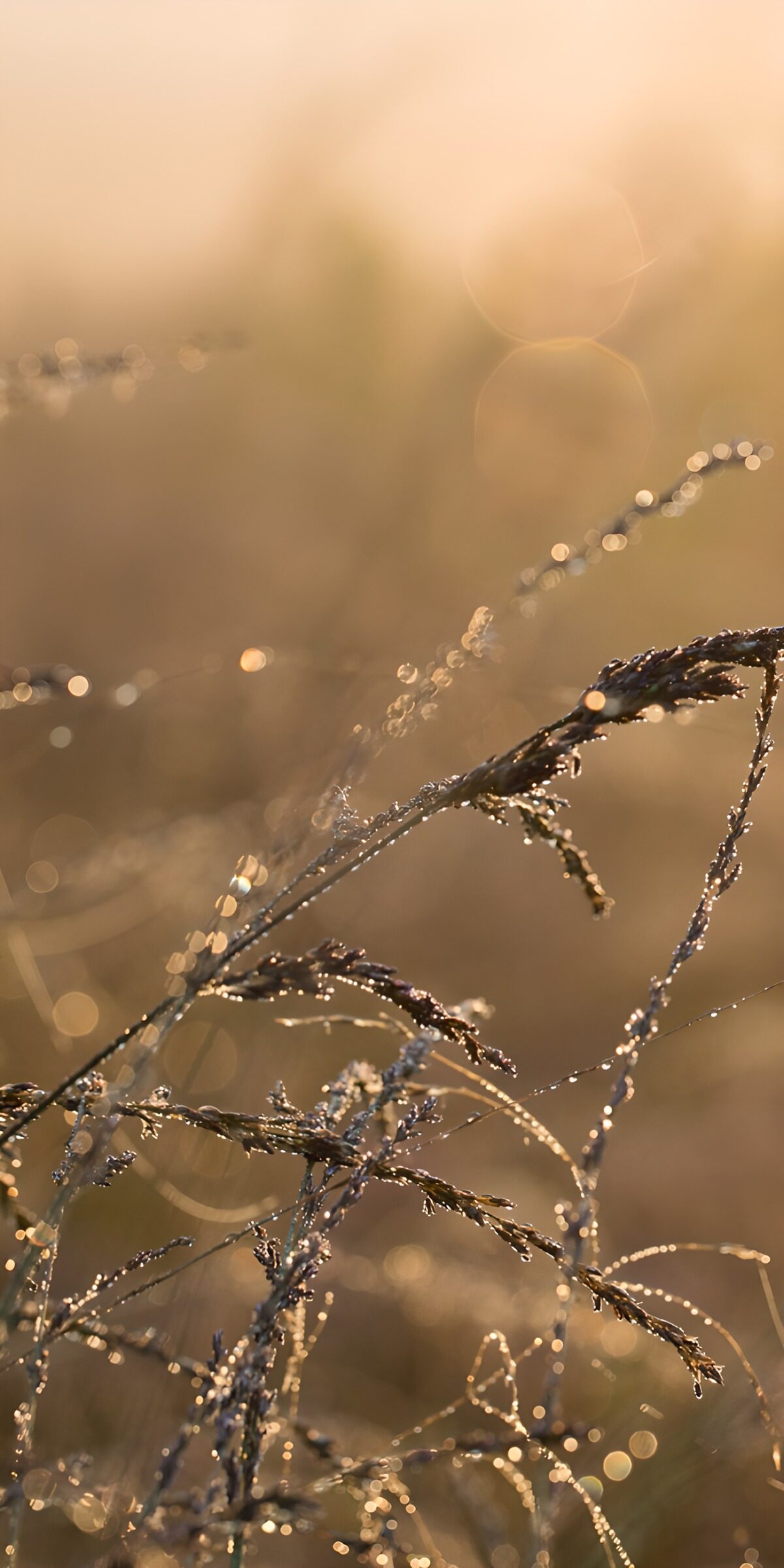 CW9384139: Sprankelende grassprietjes in de ochtend