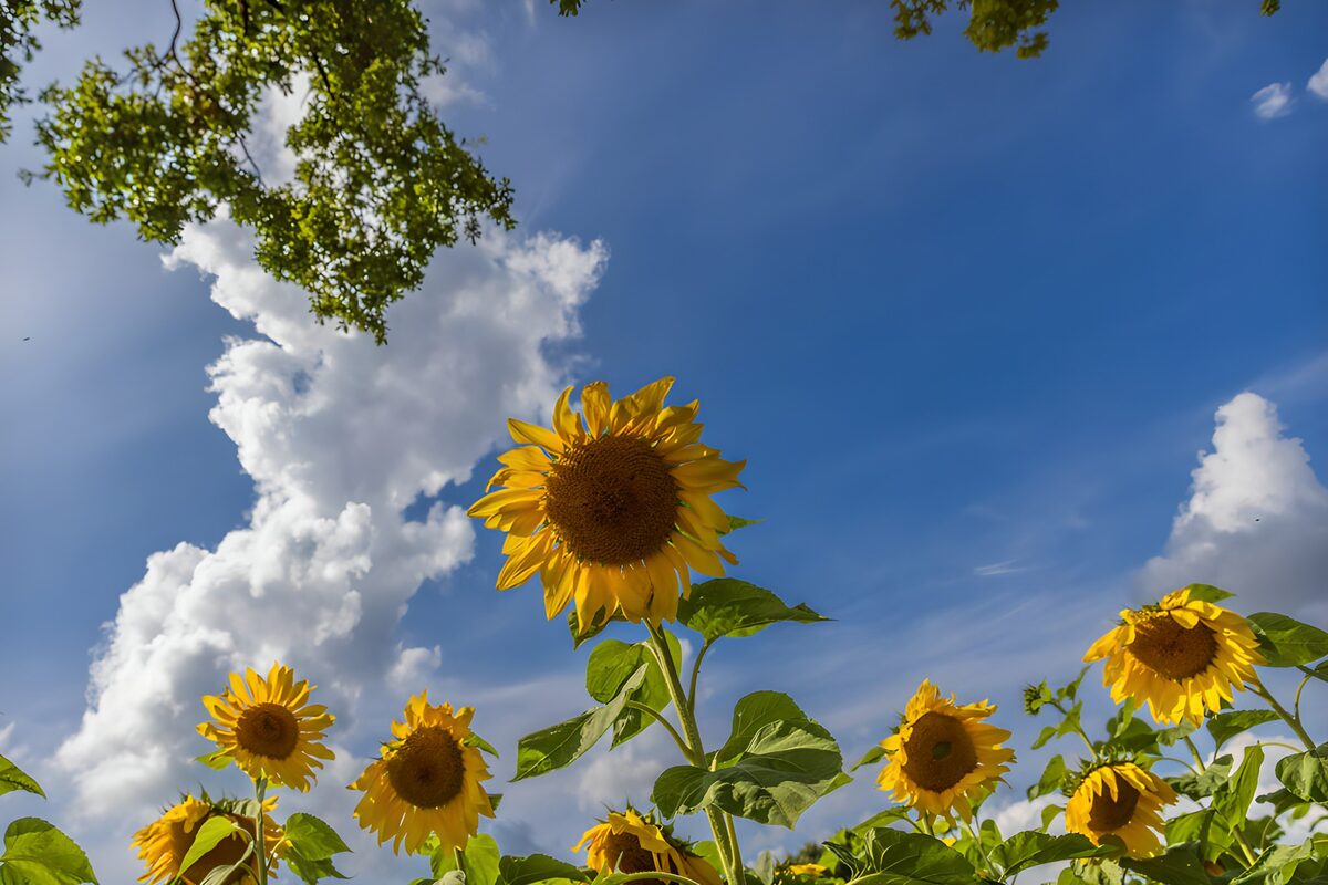 CW2849619: Zonnebloemen onder een blauwe lucht