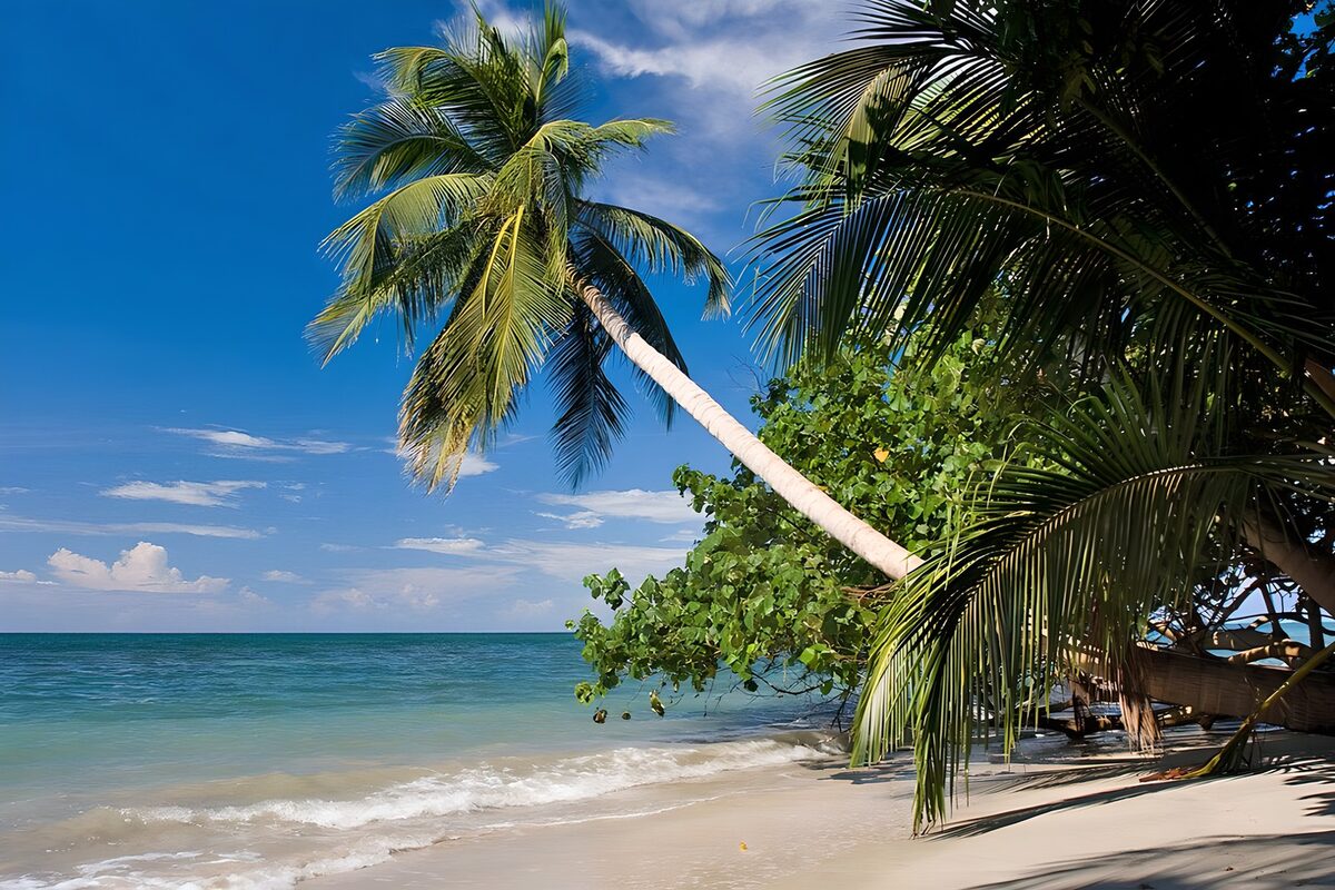 CW7469431: Tropisch strand met palmbomen