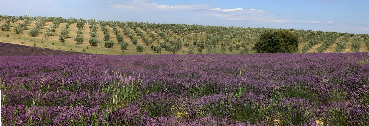 Prachtig lavendelveld met olijfbomen