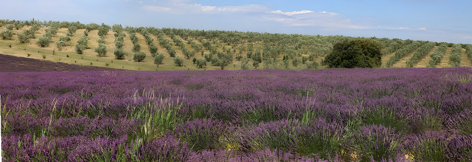 CW8724920: Prachtig lavendelveld met olijfbomen