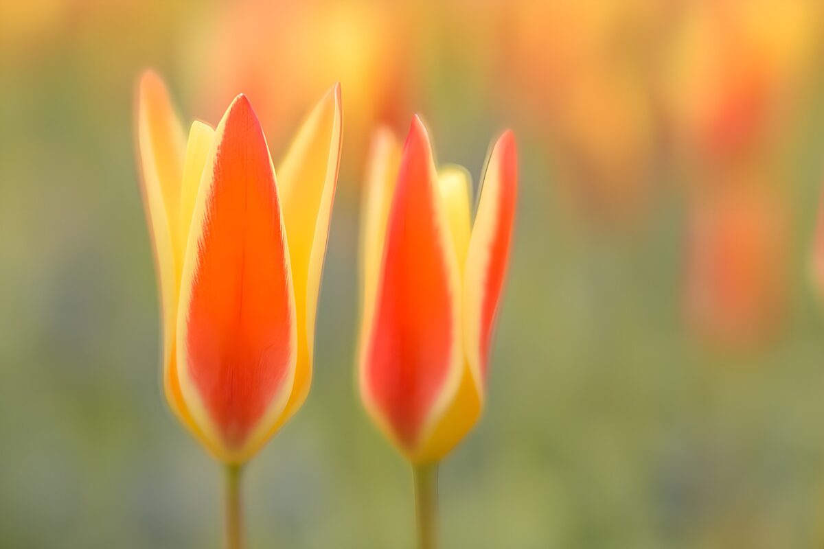 Kleurrijke tulpen in lenteweide