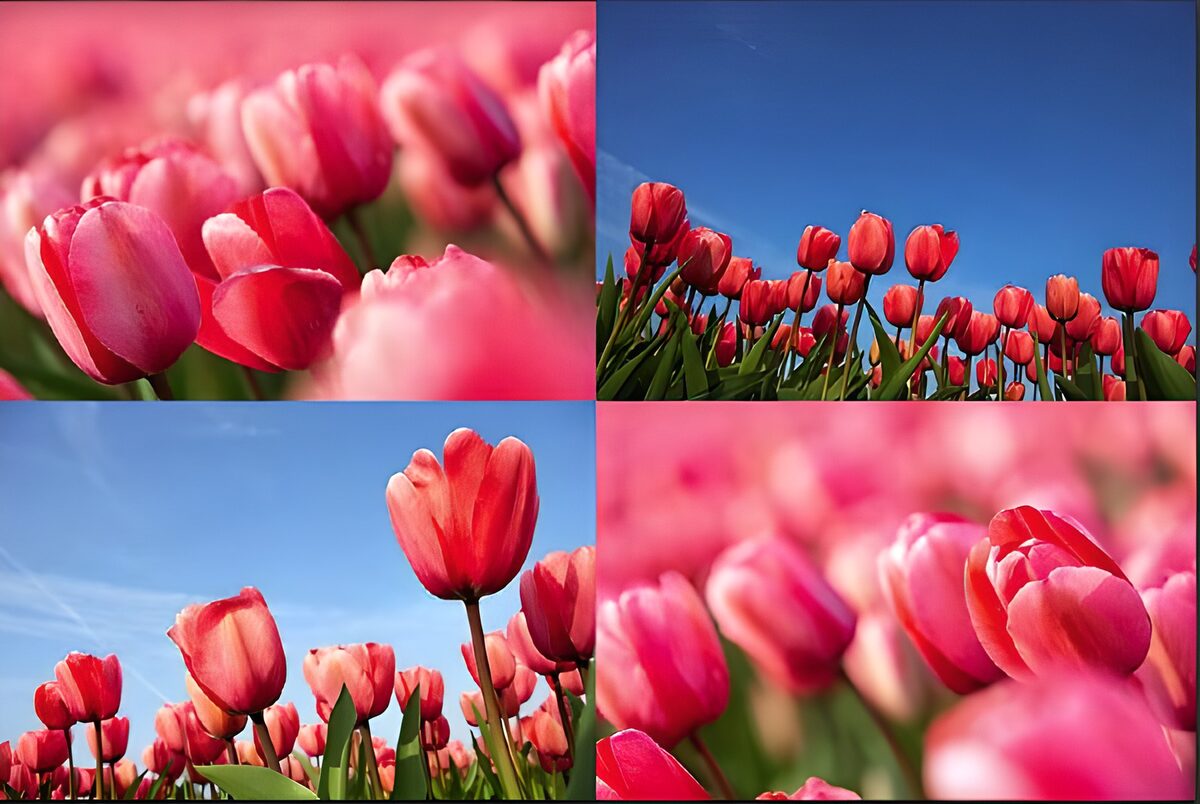 Kleurrijke tulpenvelden onder de blauwe lucht
