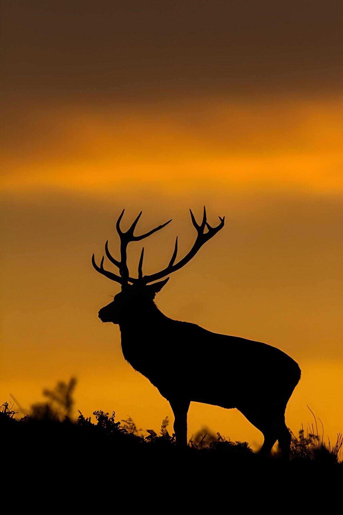 CW5719173: Silhouet van een hert tijdens zonsondergang