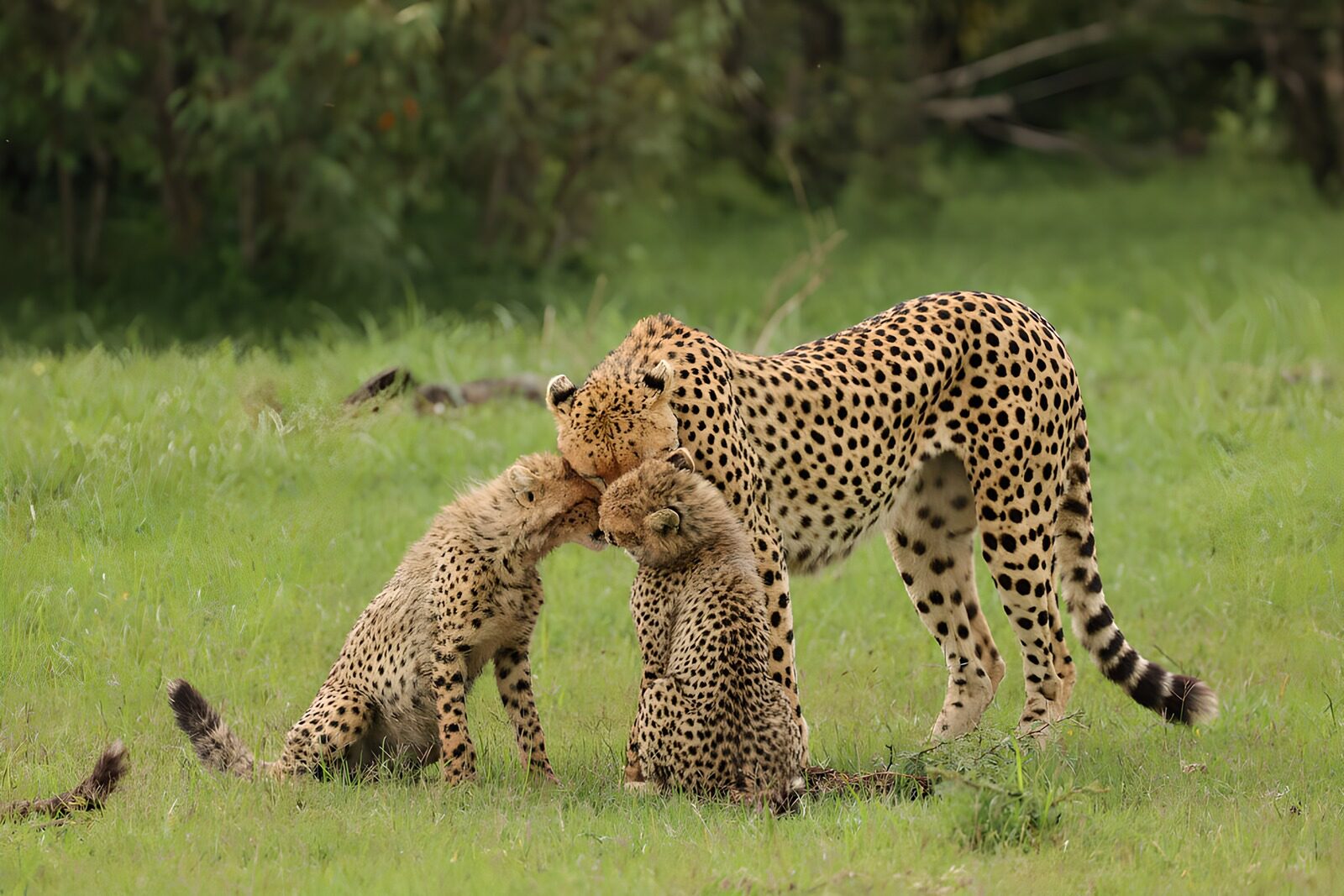 CW1452638: Tederheid tussen cheeta's in de natuur