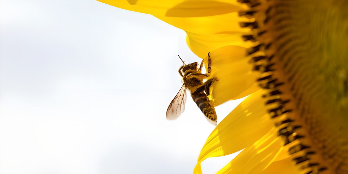 Bij op een zonnebloem