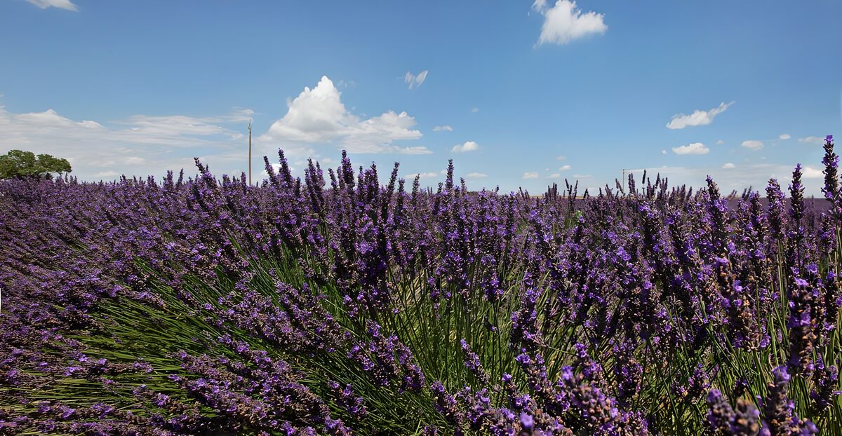Prachtig Lavendelveld onder de Lucht