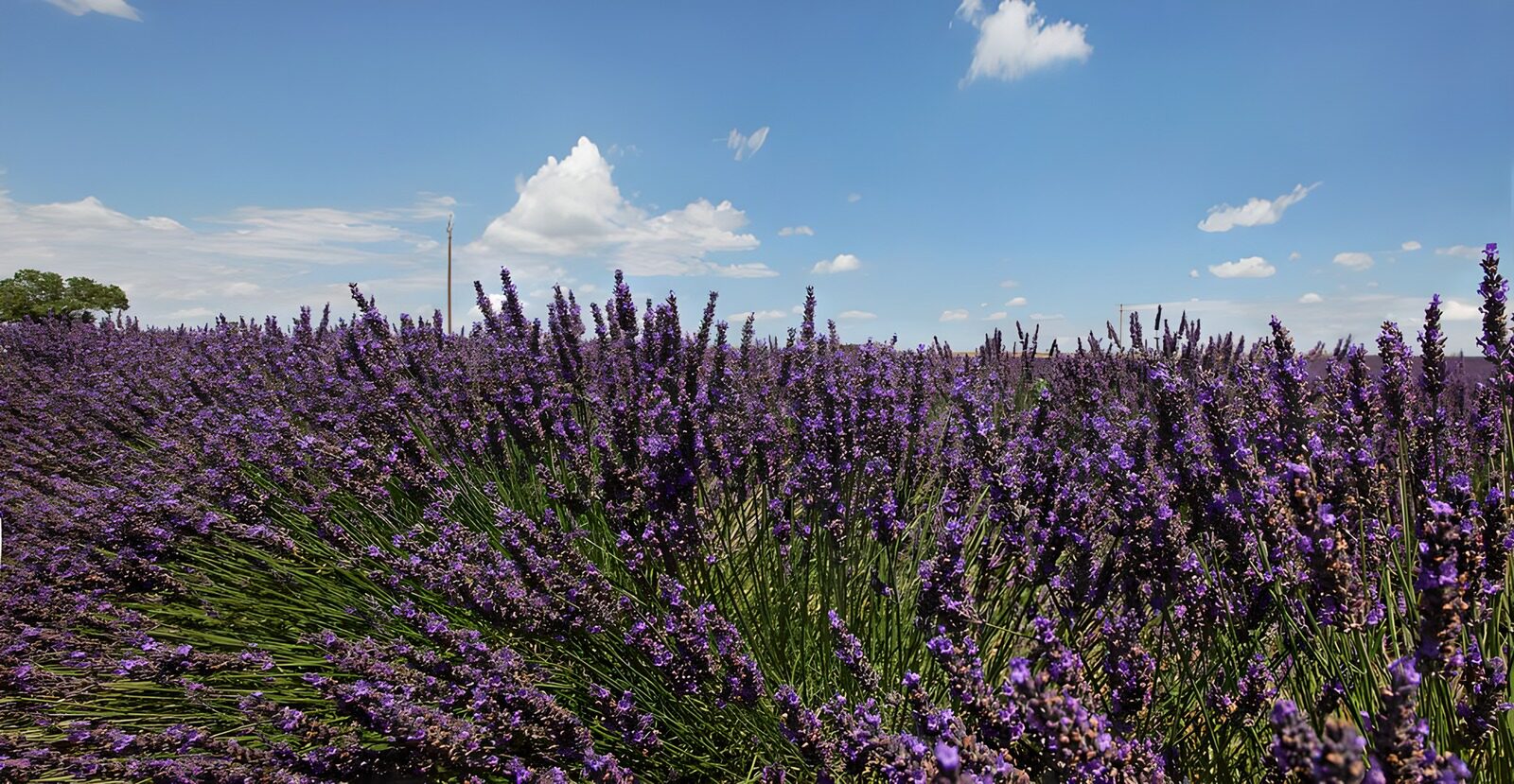 CW8325367: Prachtig Lavendelveld onder de Lucht