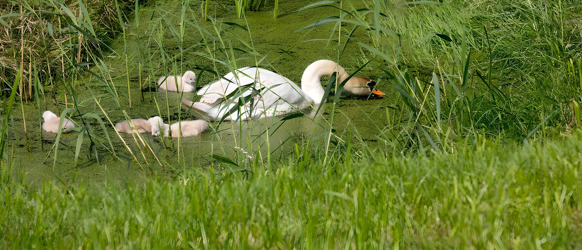 CW4513541: Moederzwanen met jongen in het groen
