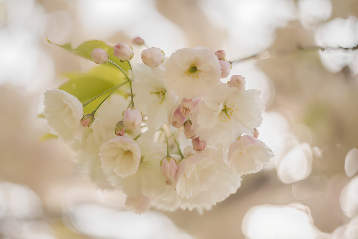 Zoete kersenbloesem in de lente