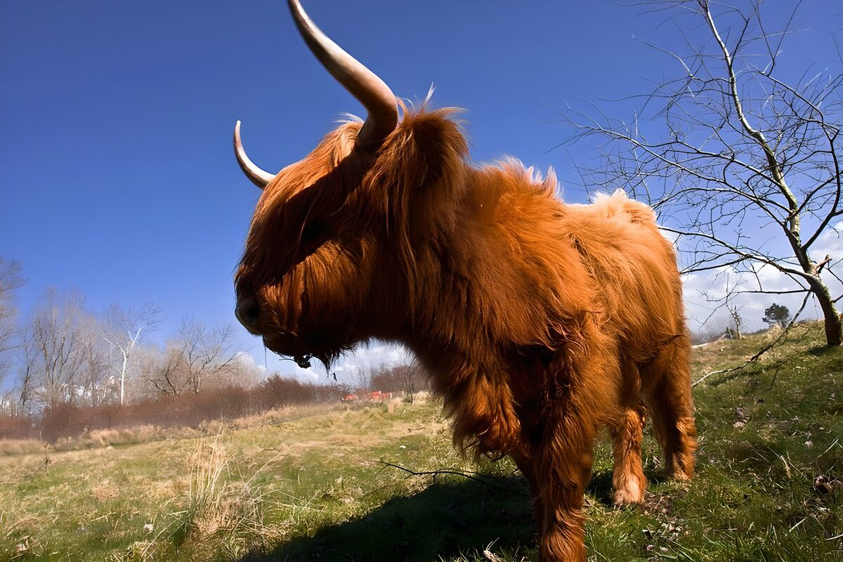 Hooglander in het groene landschap