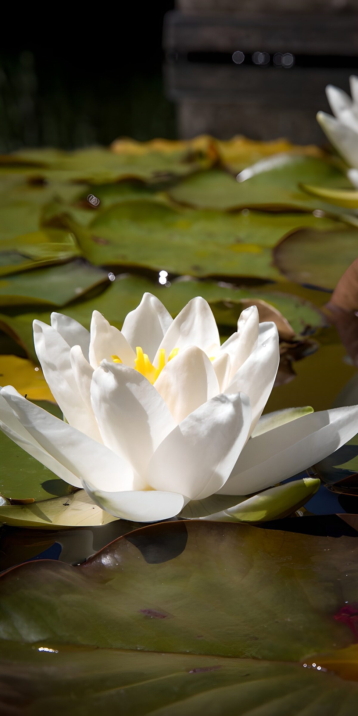 CW8260183: Prachtige witte waterlelie in volle bloei
