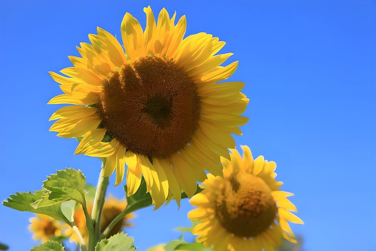 Zonnebloemen onder een blauwe hemel