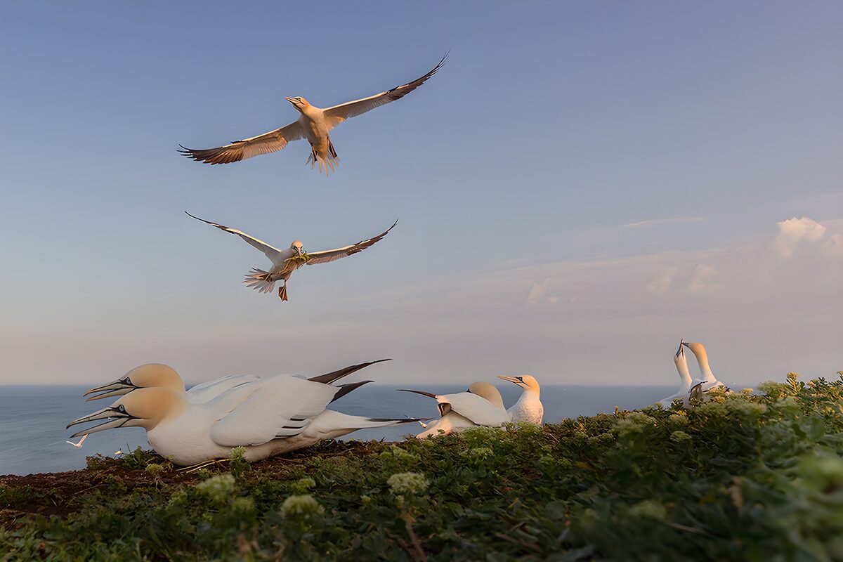 Verbeterde Gannets in de lucht