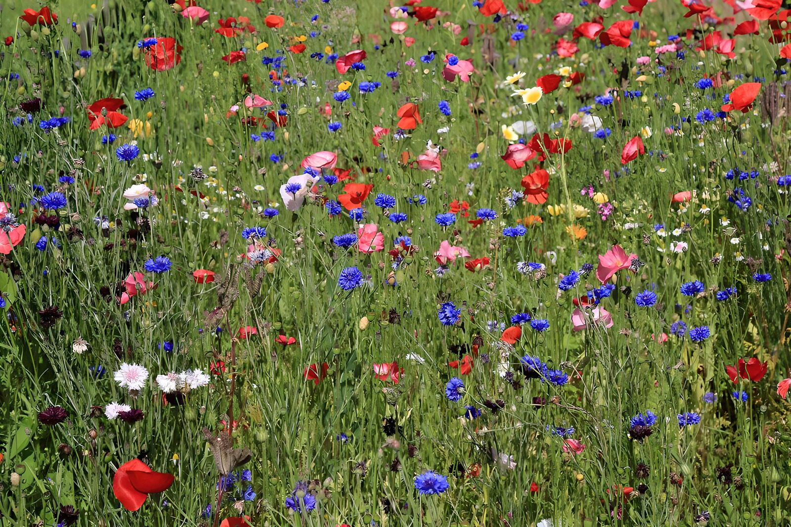 CW8141130: Bloemenweide in volle bloei