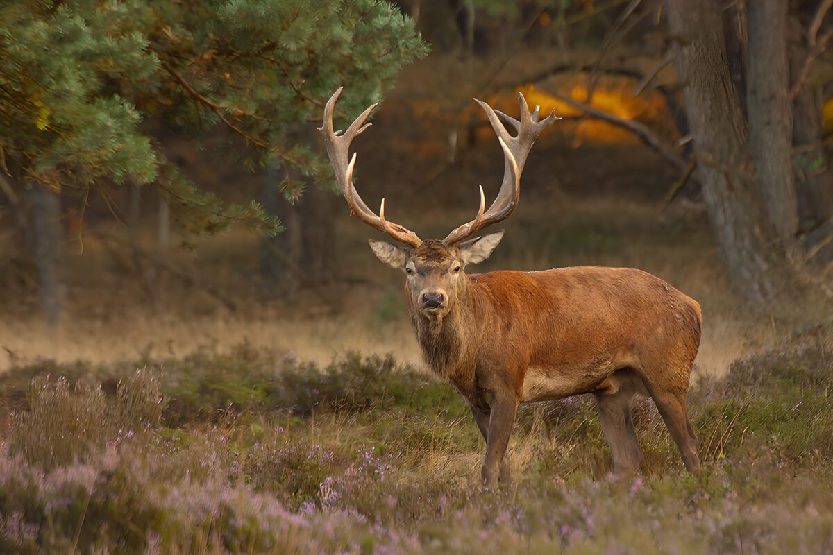 Trots hert in het bos