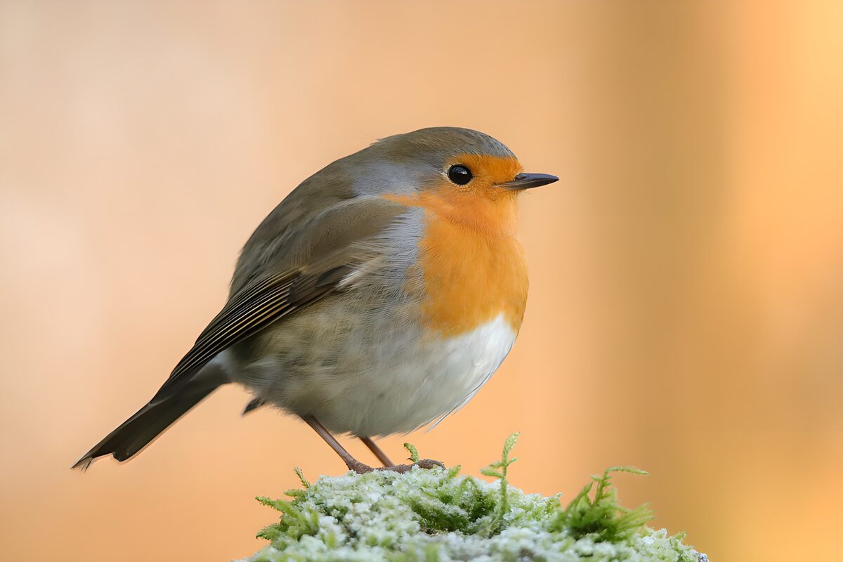 Europese Roodborst op een mosrijke steen