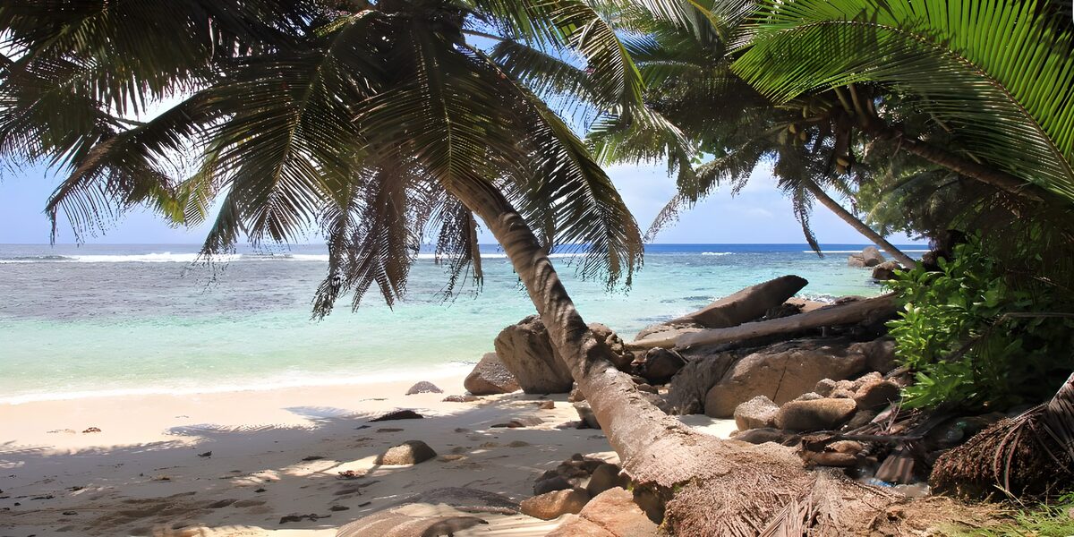 CW6520196: Tropisch strand met palmbomen