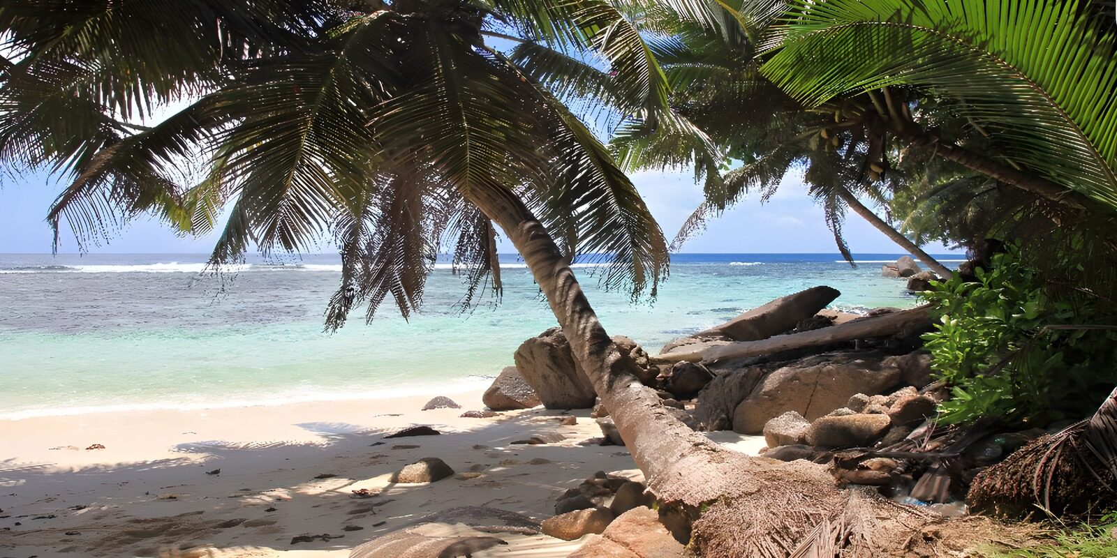 CW6520196: Tropisch strand met palmbomen