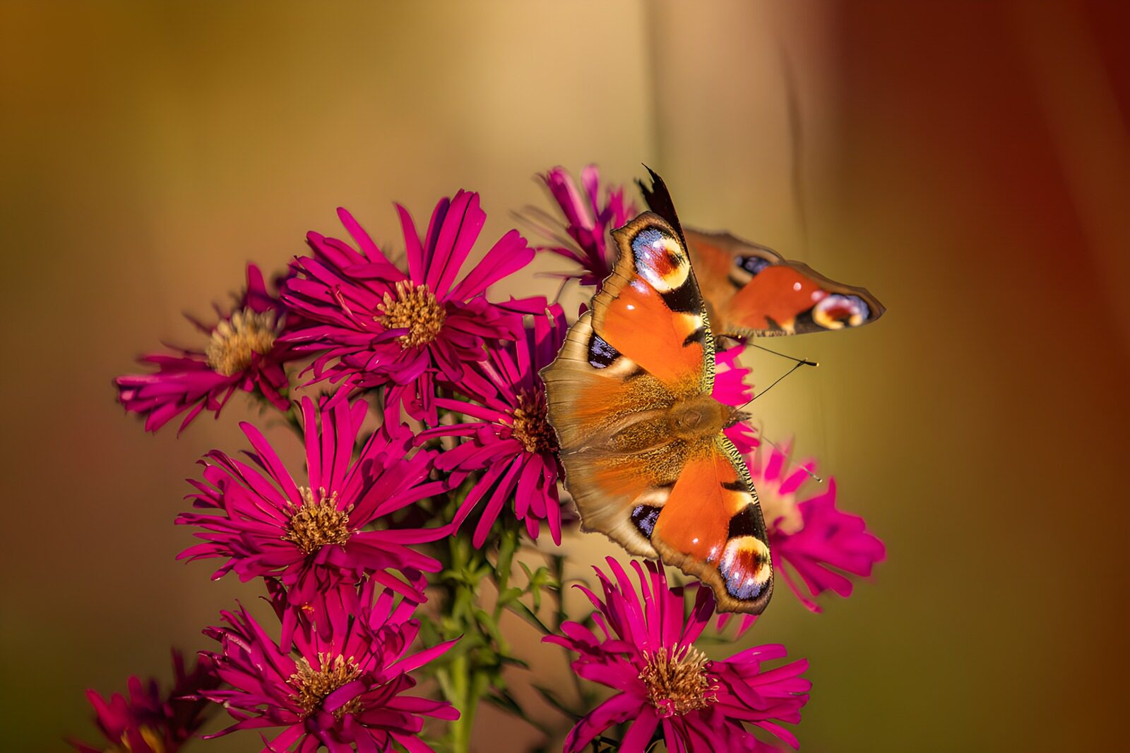 CW9126426: Vlinder op Felle Bloemen