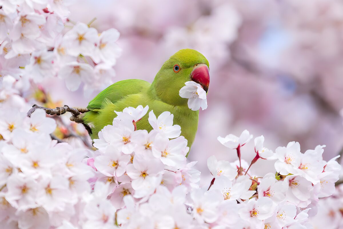 Groene papegaai tussen bloesems