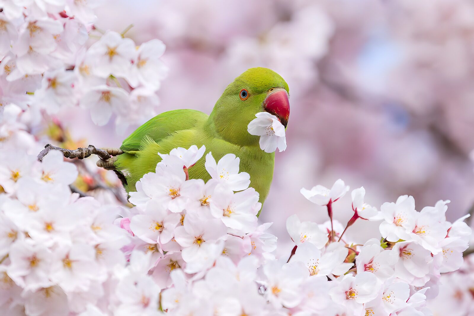 CW6587191: Groene papegaai tussen bloesems