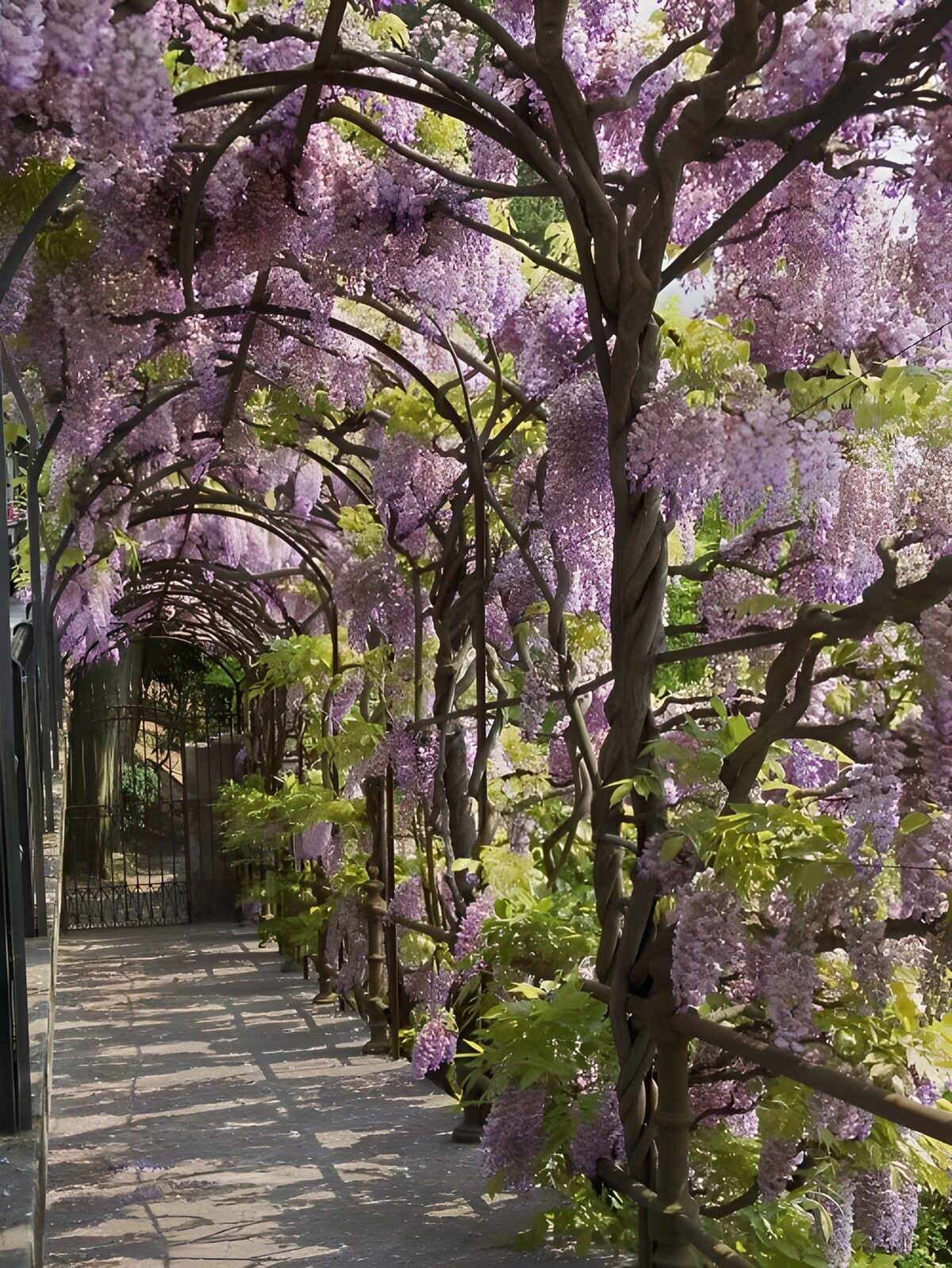 CW4508690: Prachtige bloemenlaan van paarse Wisteria